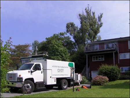 halifax tree removal, cutting, and trimming services photo3