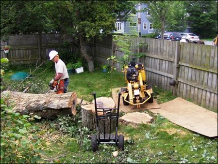 halifax tree removal, cutting, and trimming services photo9